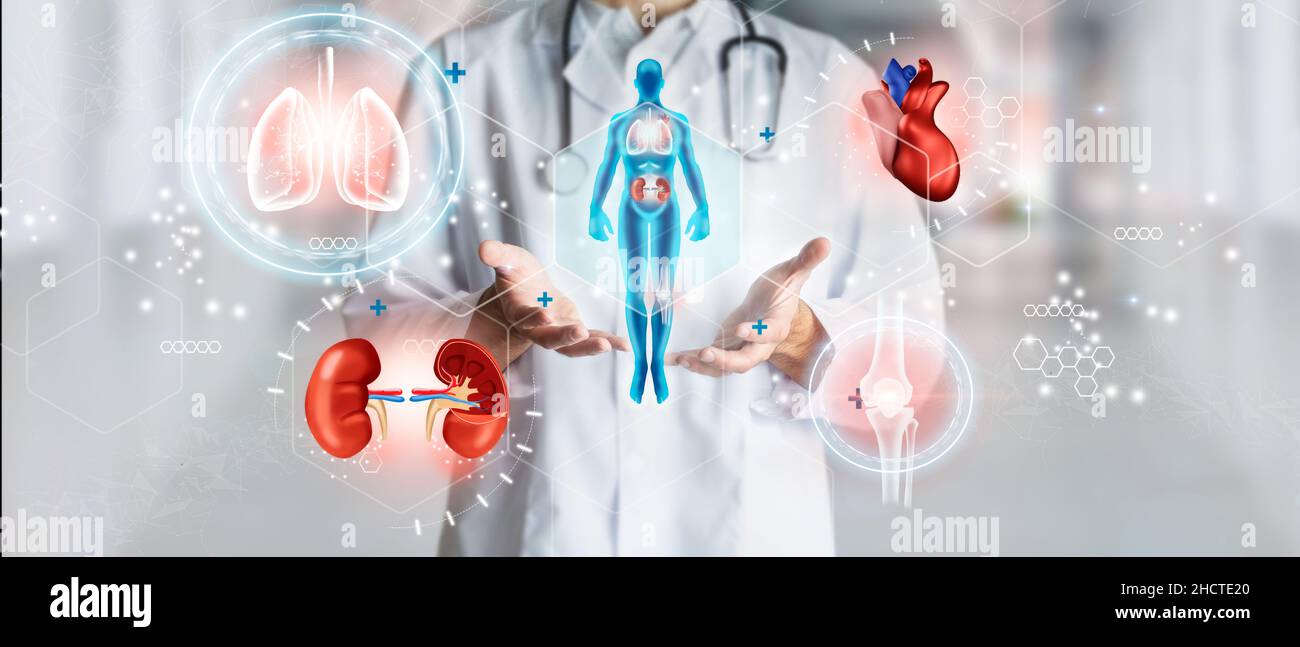 Doctor holding hologram of a human body with human organs in concept of health. Medical future technology and innovative concept. Mixed Media Stock Photo