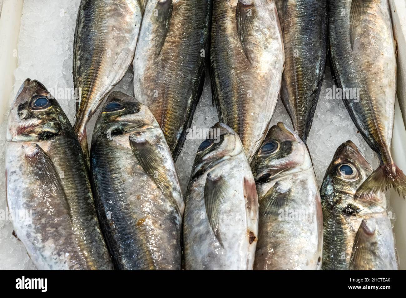 Fresh catch of fish for sale at a market in Lisbon, Portugal Stock