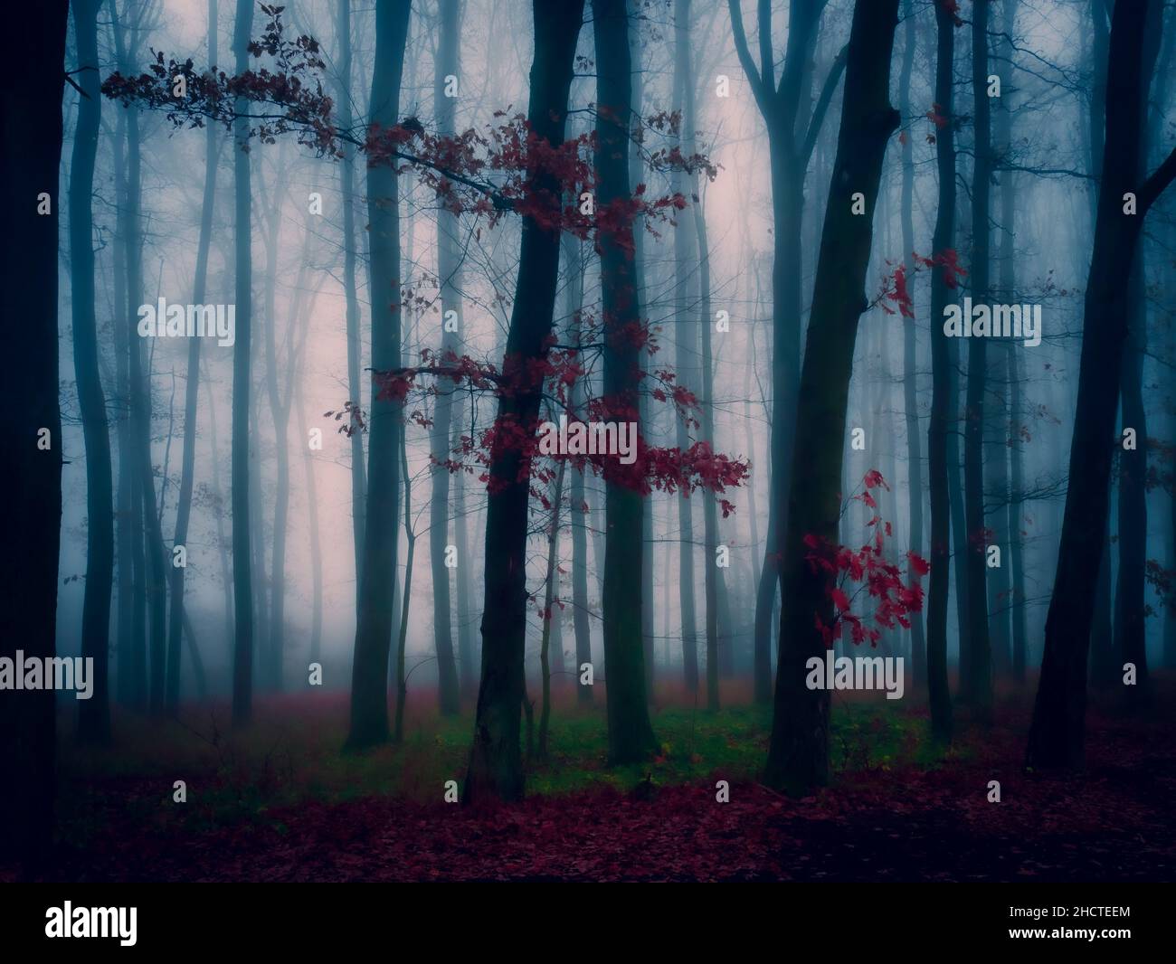 Magical foggy forest, fog,tree trunks, gloomy autumn landscape. Eastern Europe. Stock Photo