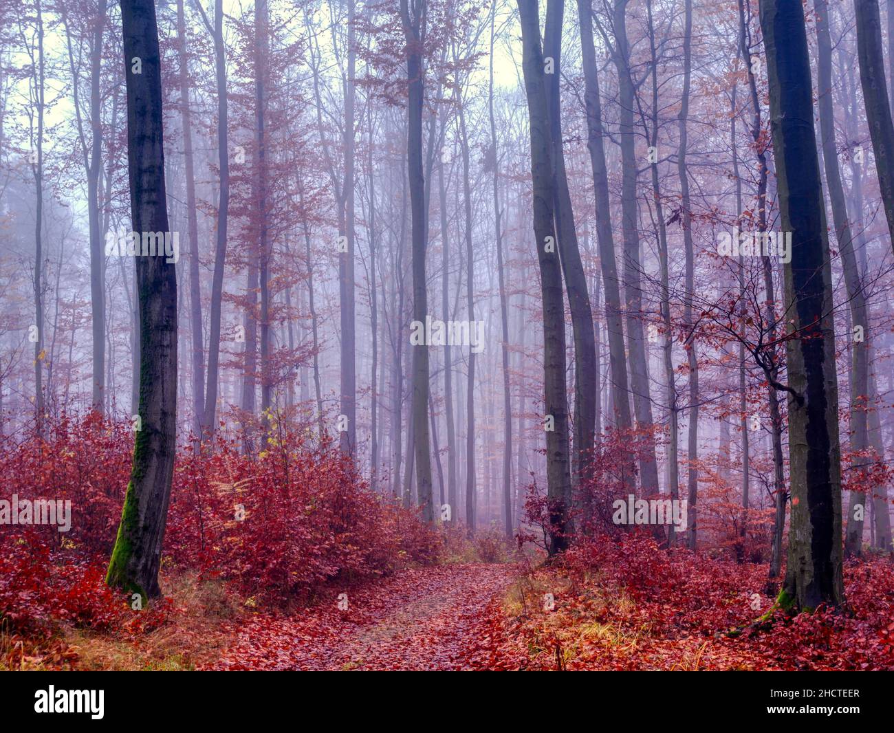 Magical foggy forest, autumn foliage, leafs,fog,tree trunks, gloomy autumn landscape. Eastern Europe. Stock Photo