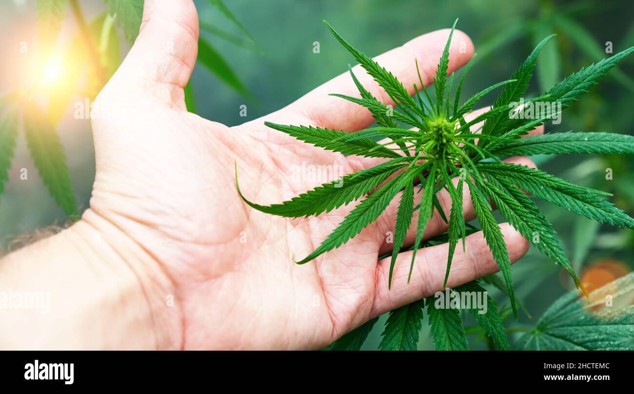 large number of cannabis flowers the hands of a Hande. Concept of herbal alternative medicine, cbd oil, pharmaceutical industry Stock Photo