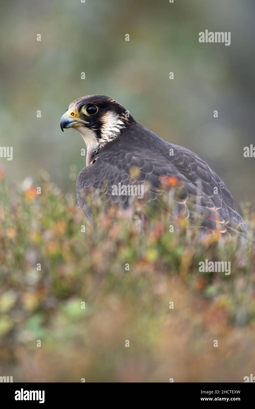 Peregrine Falcon (Falco peregrines) framed by blurred heather Stock Photo