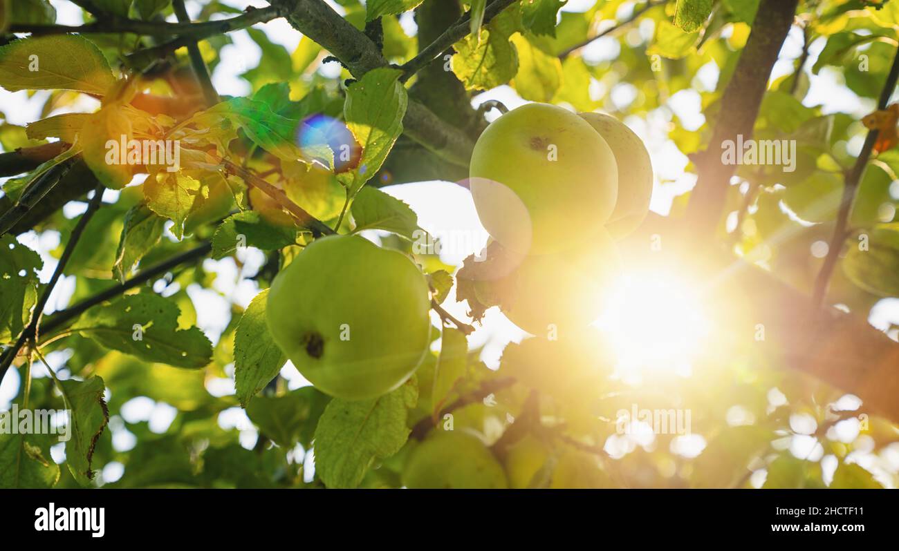 Green apples on apple tree branch Stock Photo