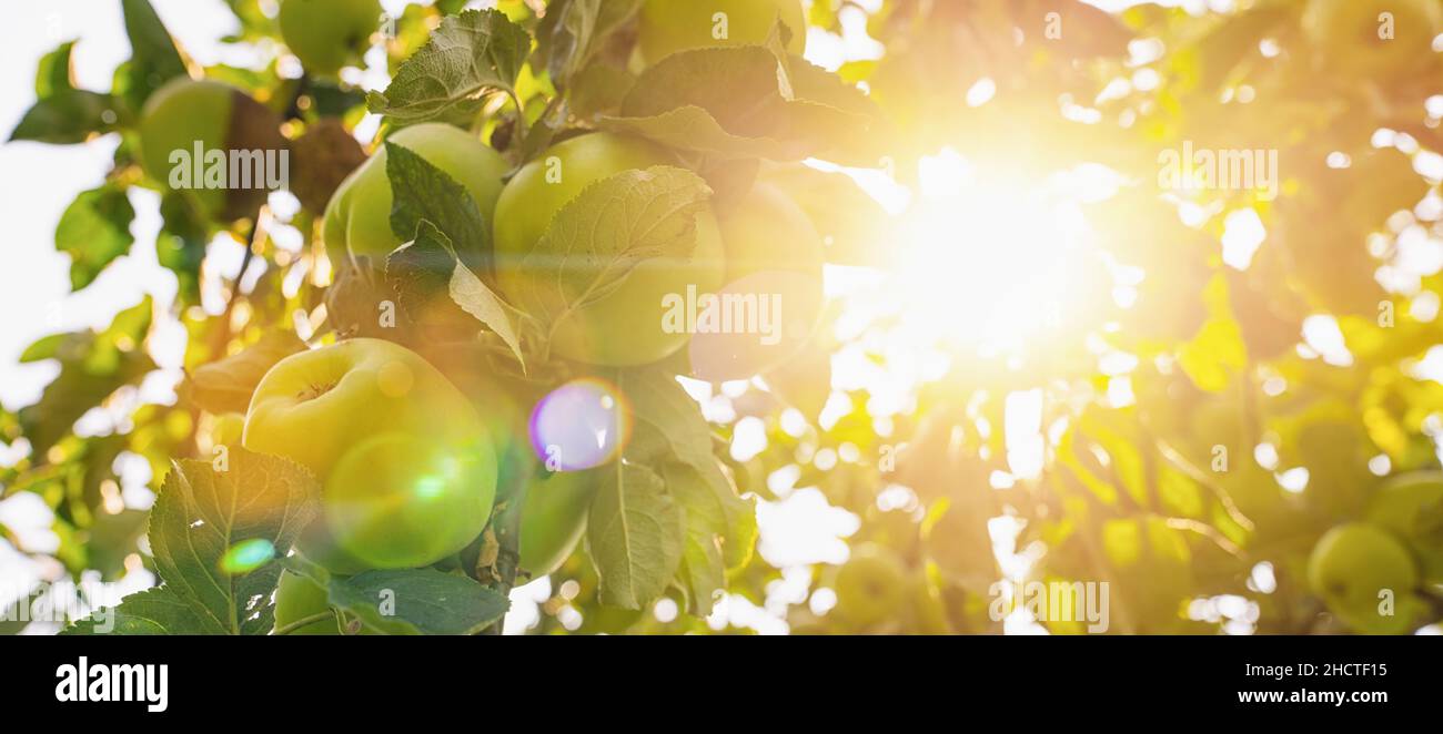 apples on apple tree branch, bright rays of the sun, copyspace for your ...