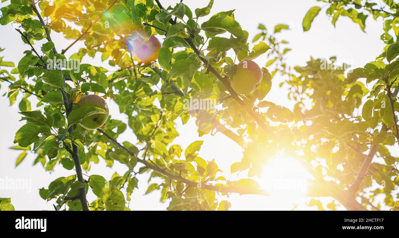 Ripe apples on the tree Stock Photo