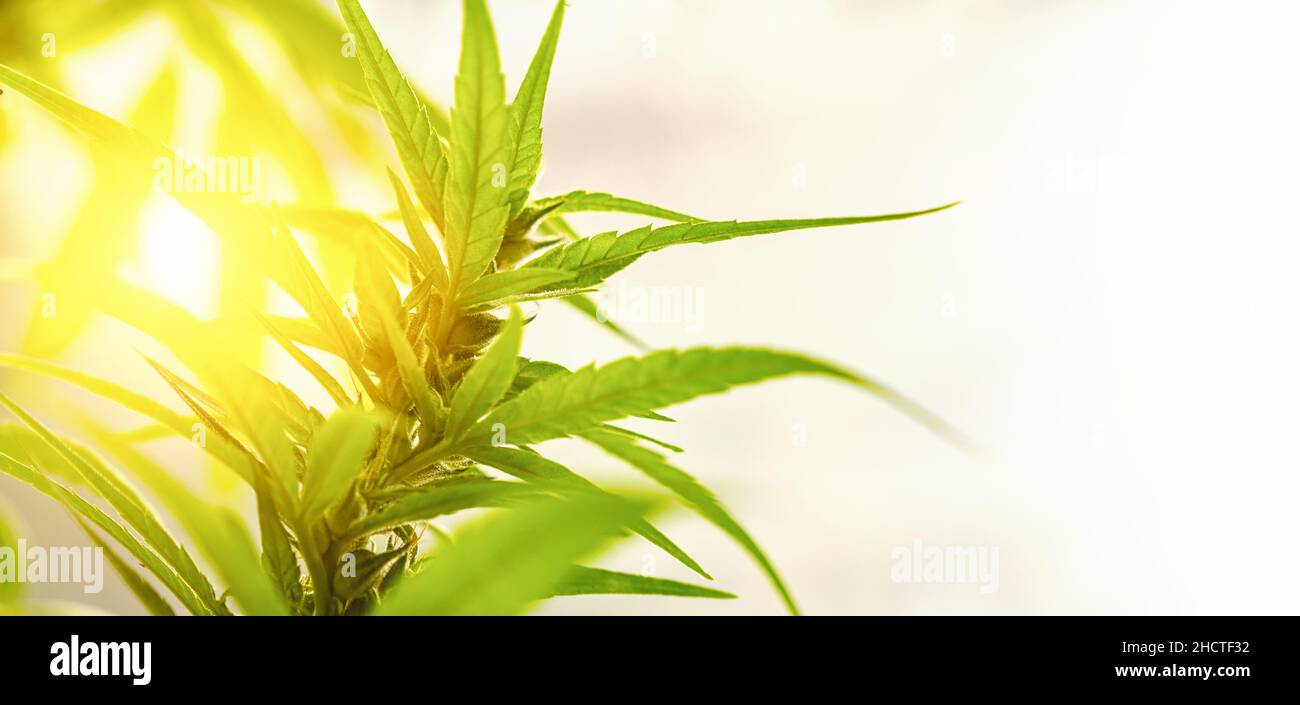 Concept breeding of marijuana, cannabis, legalization, herbal alternative medicine, CBD oil. Cannabis plant grown commercially for hemp production, ba Stock Photo