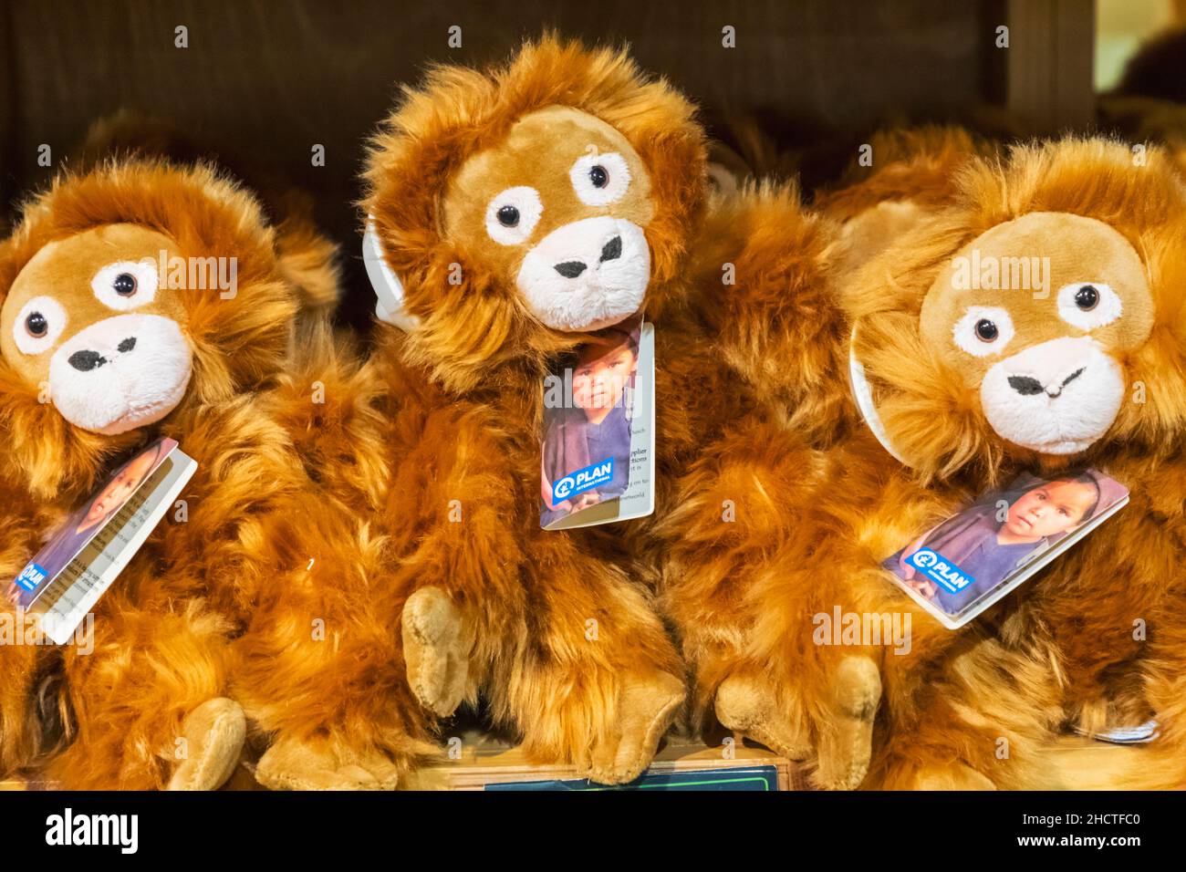 Monkey for sale hi-res stock photography and images - Alamy