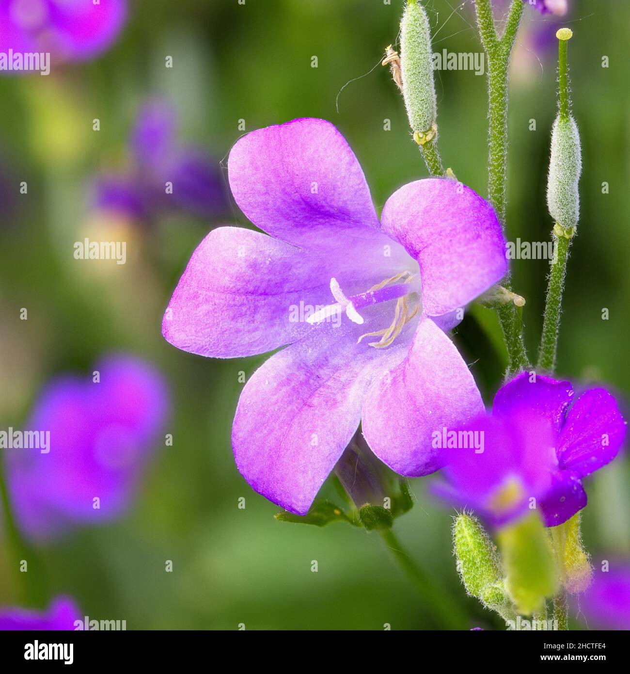 Closeup shot of Viola Riviniana flowers on blurred background Stock Photo