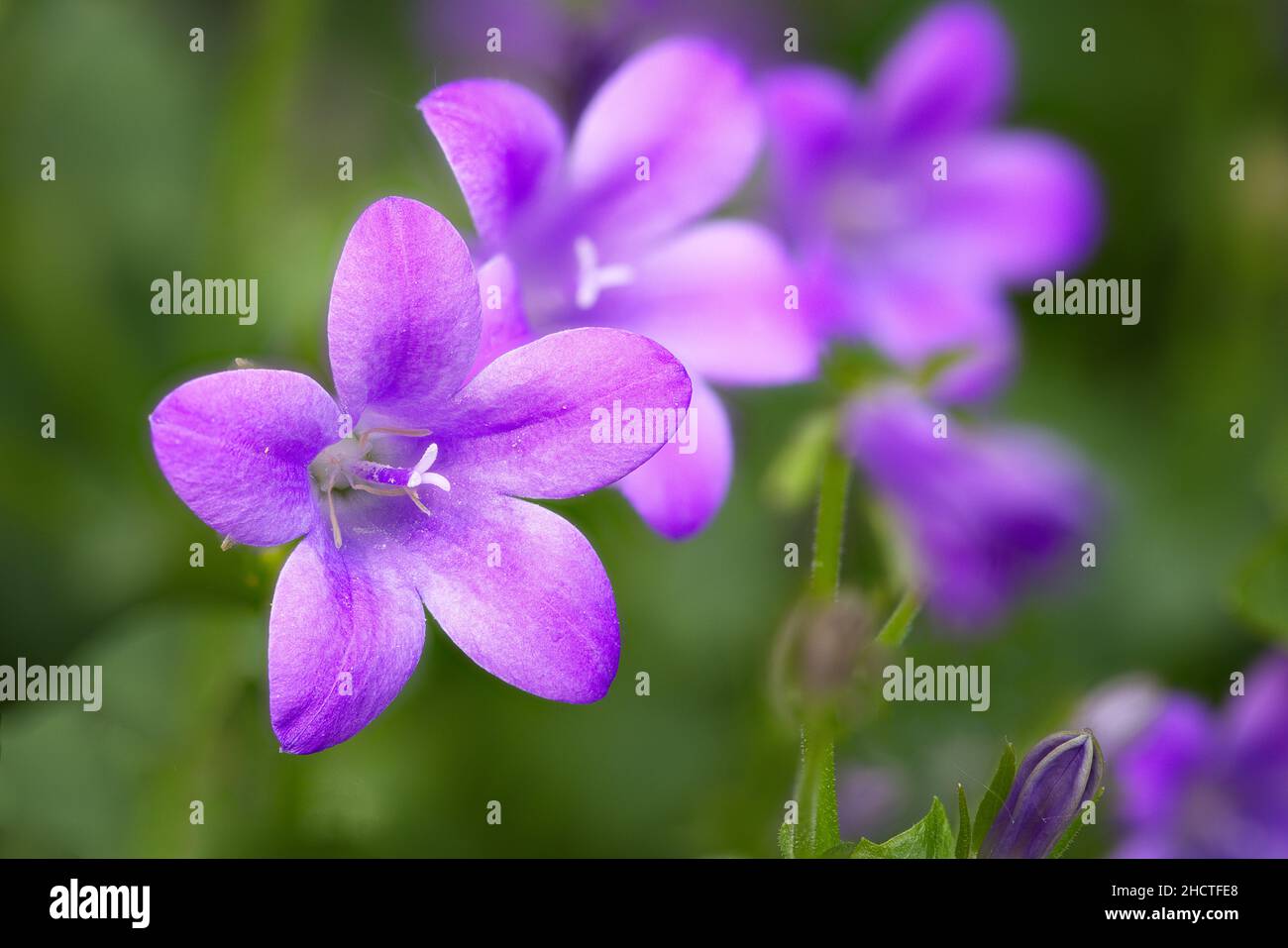 Closeup shot of Viola Riviniana flowers on blurred background Stock Photo