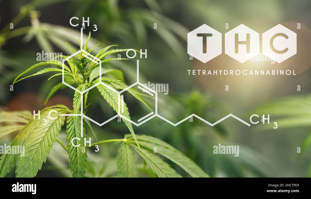 THC Structural Formula, Cannabis Industry, Growing Marijuana, Pharmacy Business, CBD Elements and THC in Marijuana, Marijuana and Medical Marijuana He Stock Photo