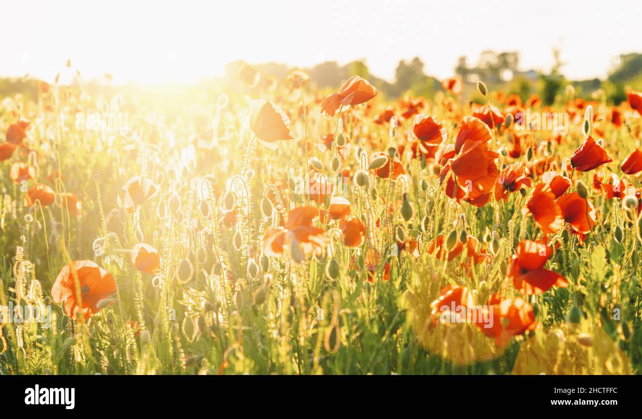 Beautiful poppy field clouds hi-res stock photography and images - Alamy