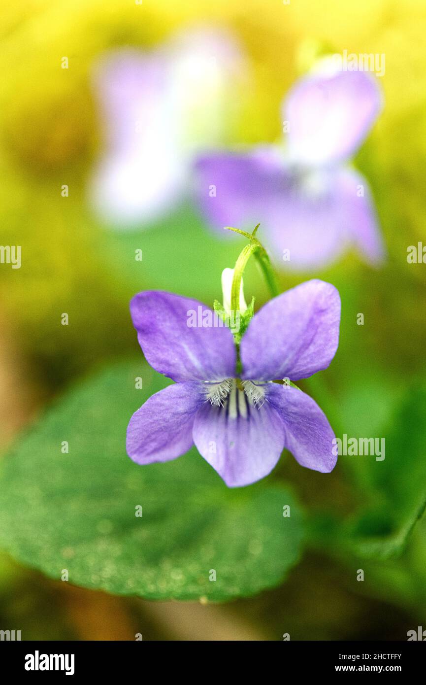 Closeup shot of  flowers on blurred background Stock Photo