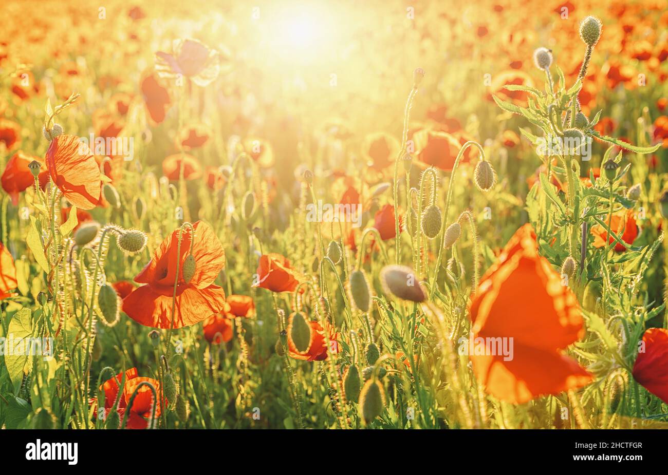 Poppy flowers field in spring at sunset Stock Photo - Alamy