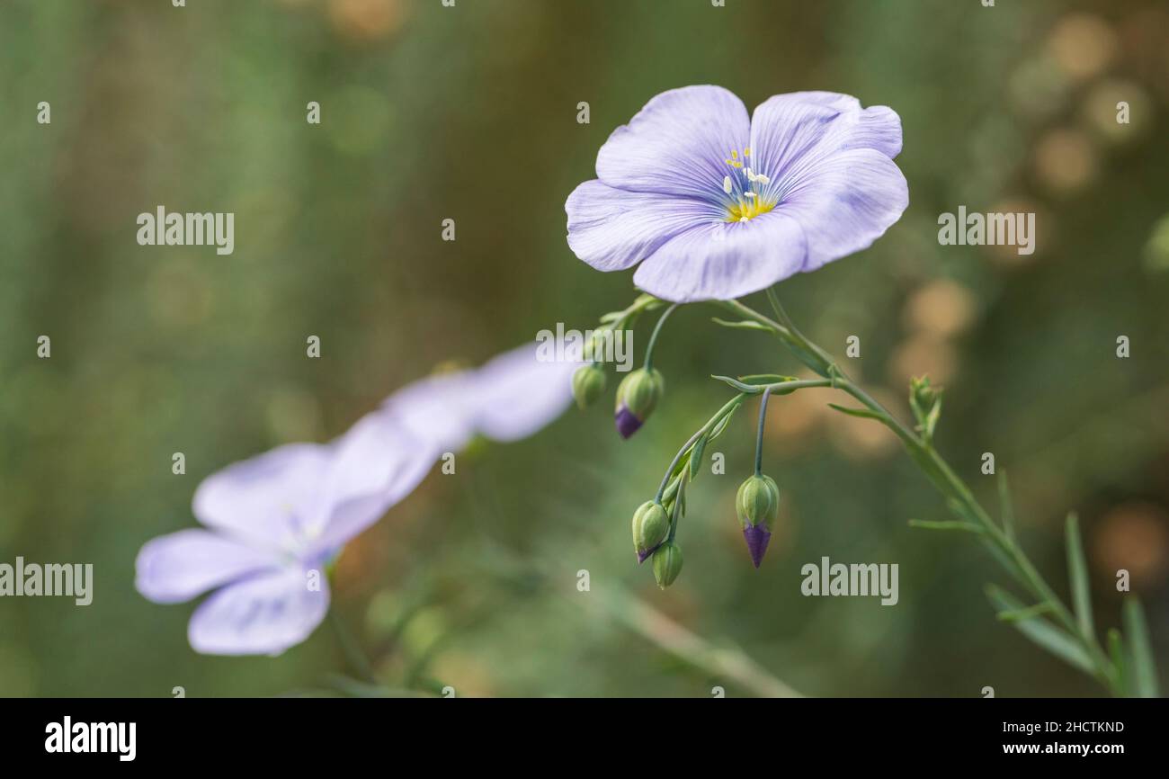 Linum perenne (Perennial Flax), as seen in the Cambridge Botanical Gardens in England. Stock Photo