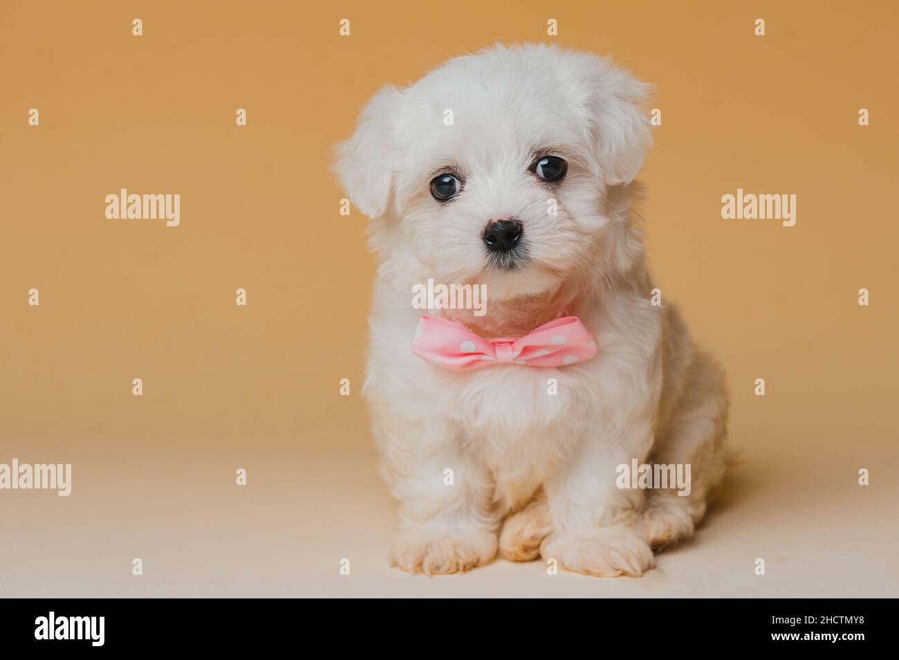 Why Is My White Dog Turning Yellow