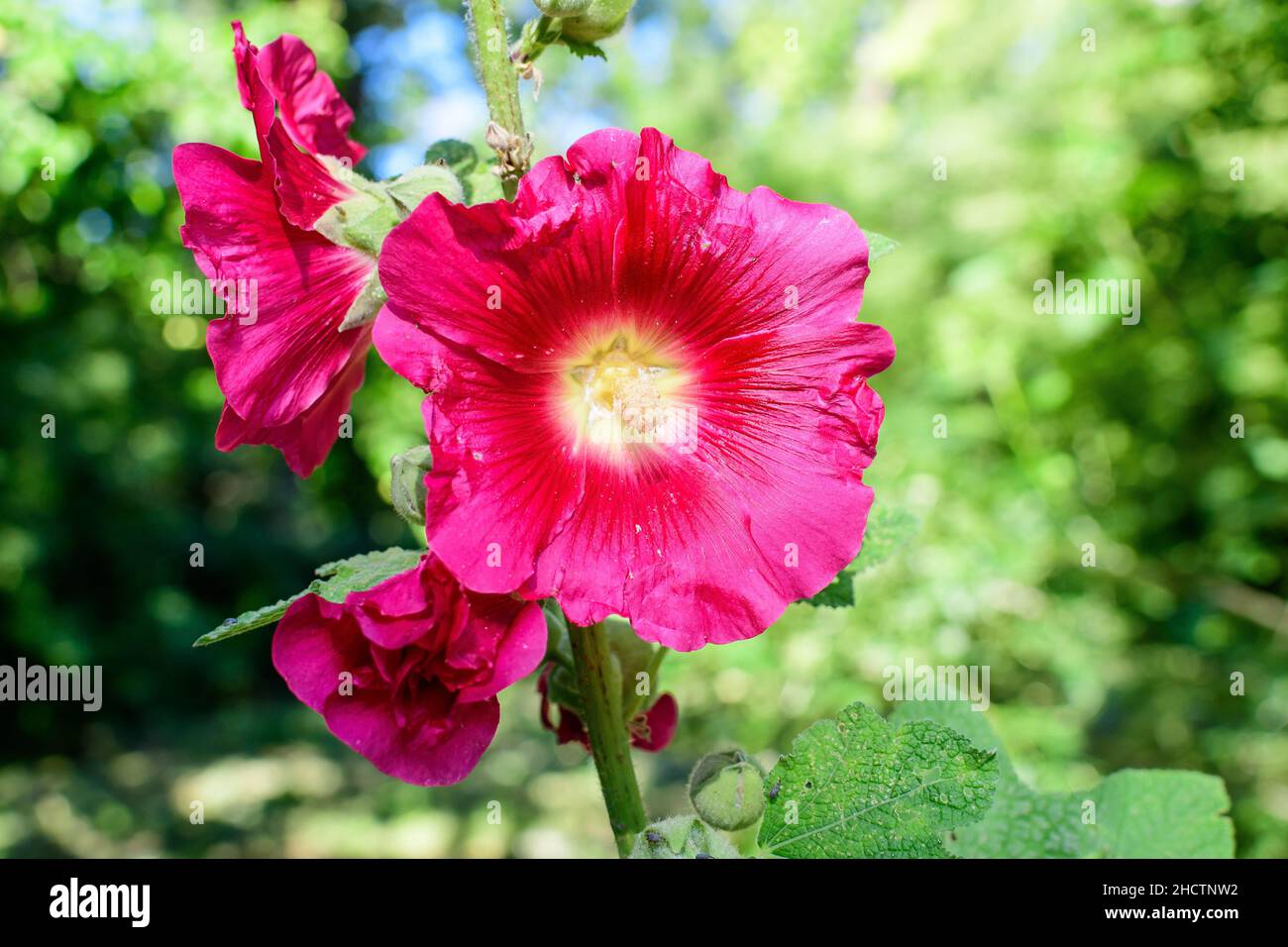 One delicate pink magenta flower of Althaea officinalis plant, commonly known as marsh-mallow in a British cottage style garden in a sunny summer day, Stock Photo