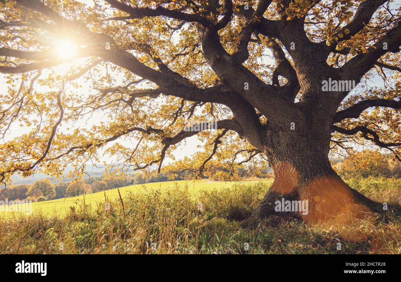Old oak tree sunrise hi-res stock photography and images - Alamy