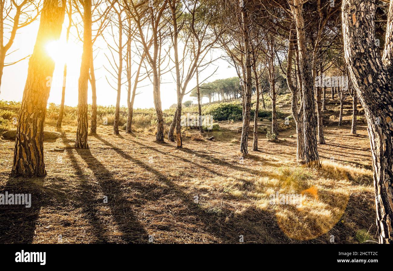 Trees and shadows in woods at sunset by " Scopeto " hill in Giglio Island Tuscany - Nature exploration concept on inspiring woodland forest Stock Photo