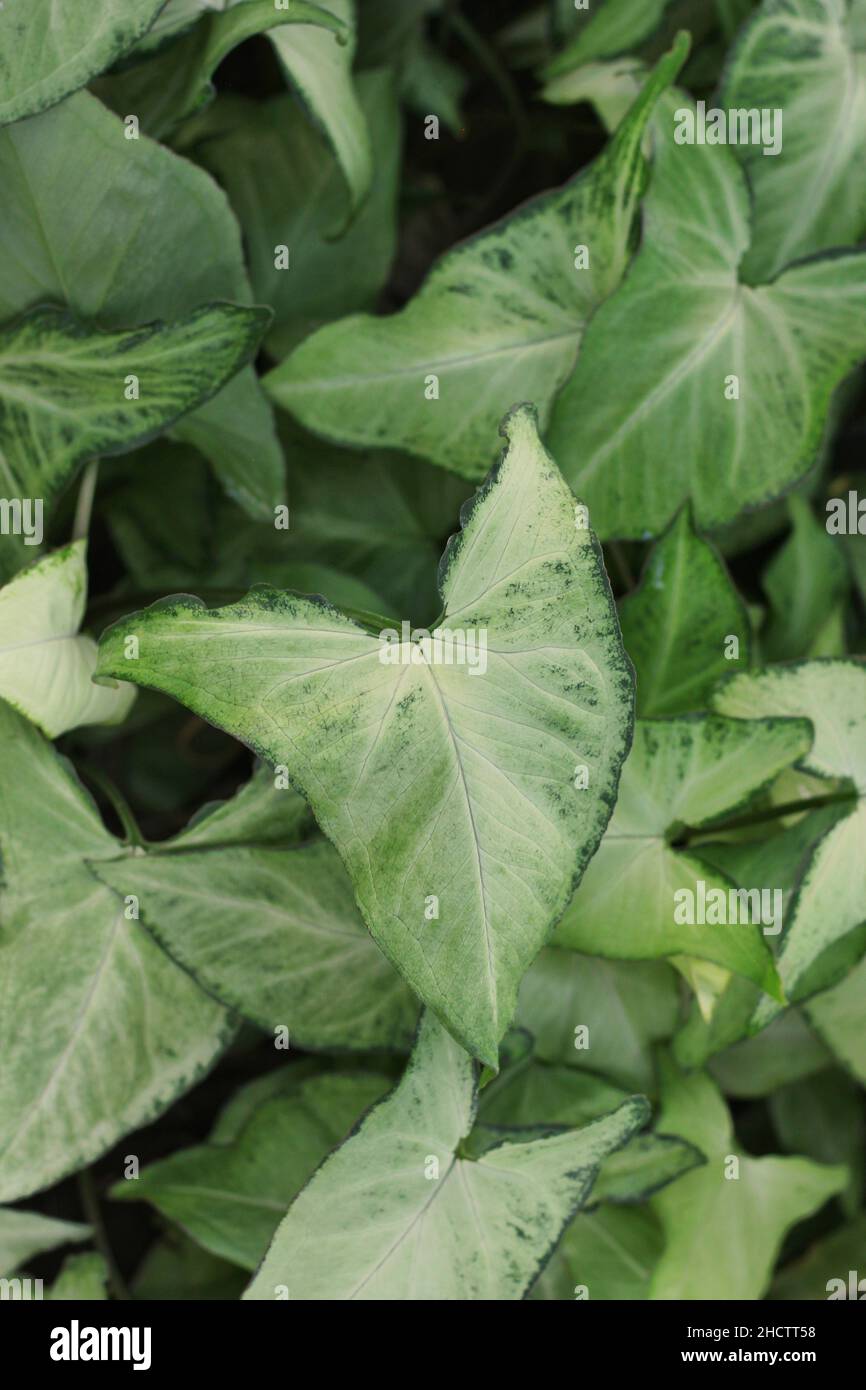 Fresh leafy green plants growing in the quiet meadow Stock Photo Alamy