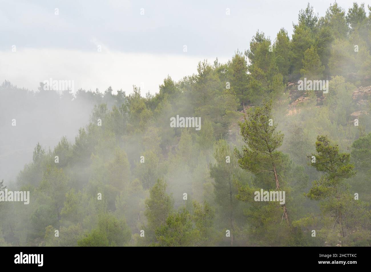 Fog advancing uphill in a pine forest in the Judea mountains, Israel Stock Photo