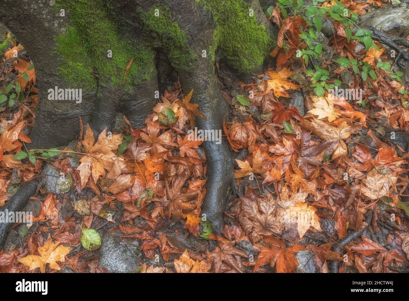 Close-up of tree roots and dead leaves, Pfeiffer Big Sur SP, Big Sur CA. Stock Photo