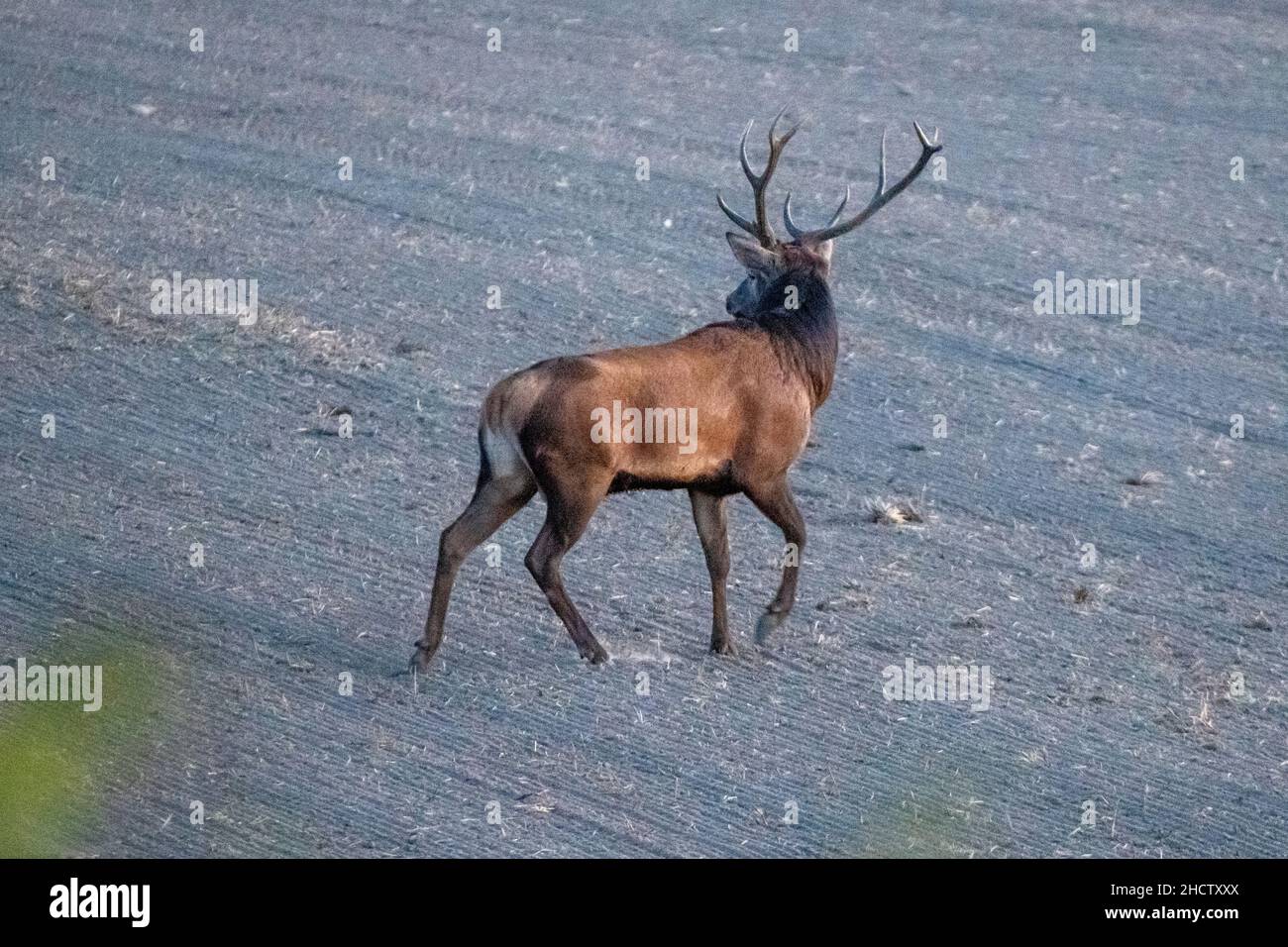 Red deer during mating season Stock Photo - Alamy