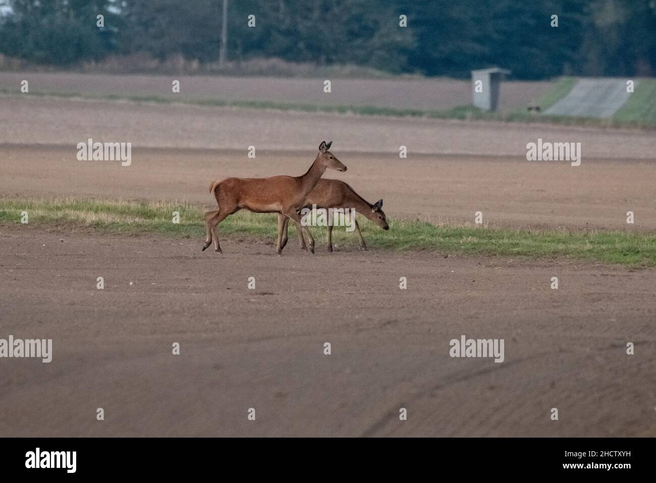 Red deer during mating season Stock Photo Alamy