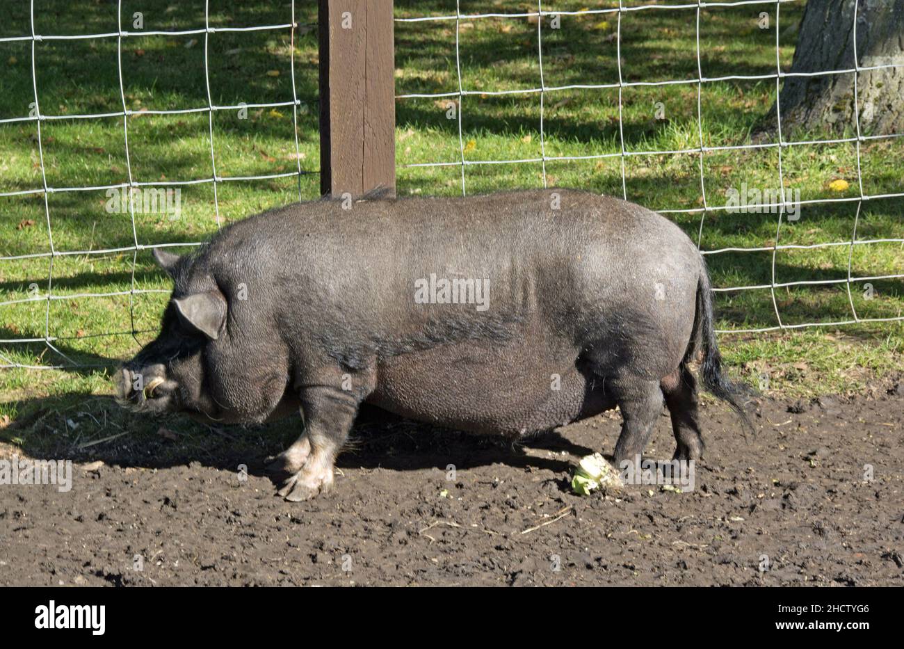 Large black pig stock photo alamy
