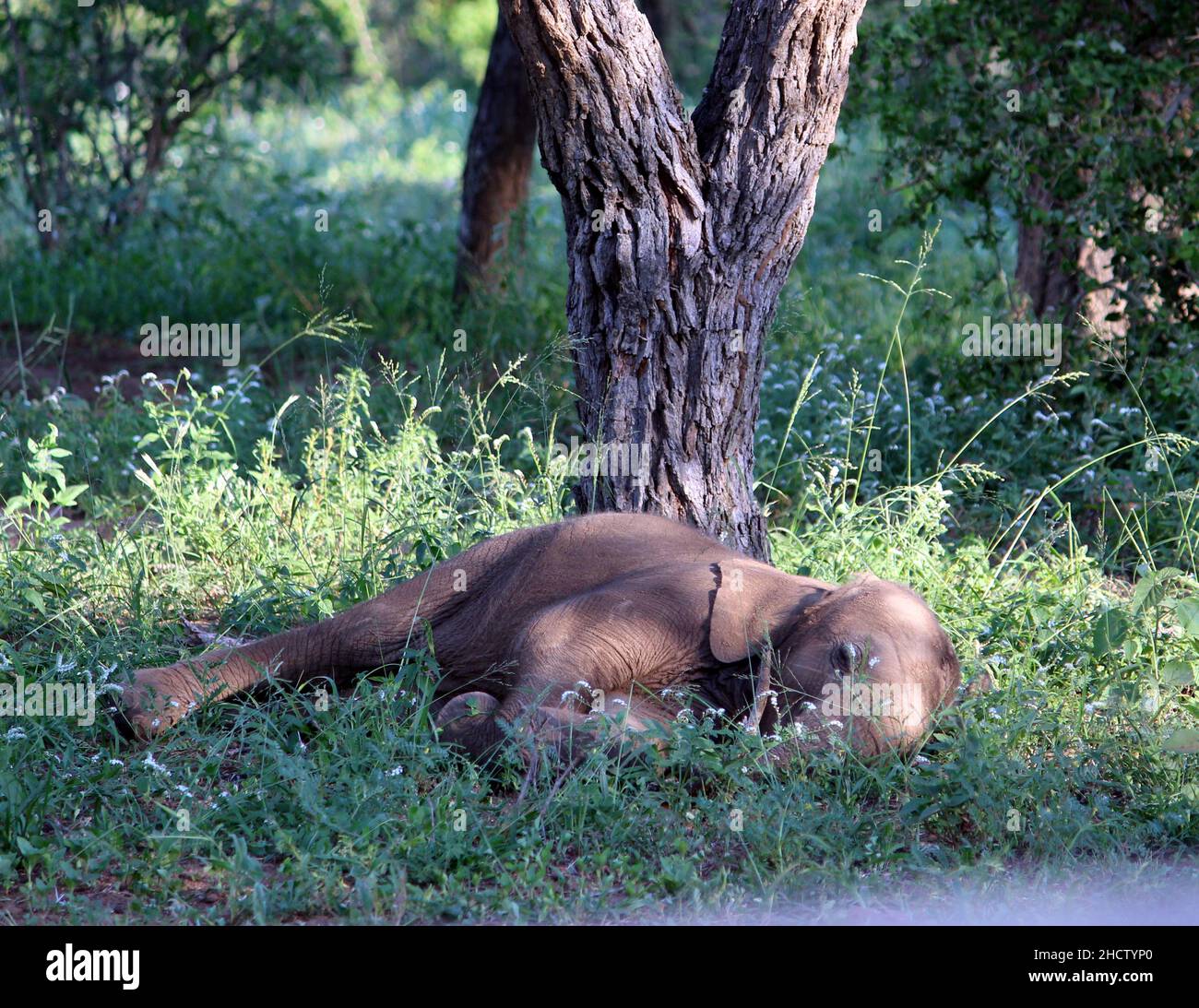 African Elephant calves (genus Loxodonta) with adults : (pix SShukla) Stock Photo