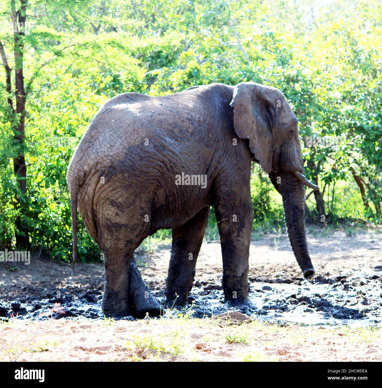 African Elephant (genus Loxodonta) roaming in the jungle : (pix SShukla) Stock Photo