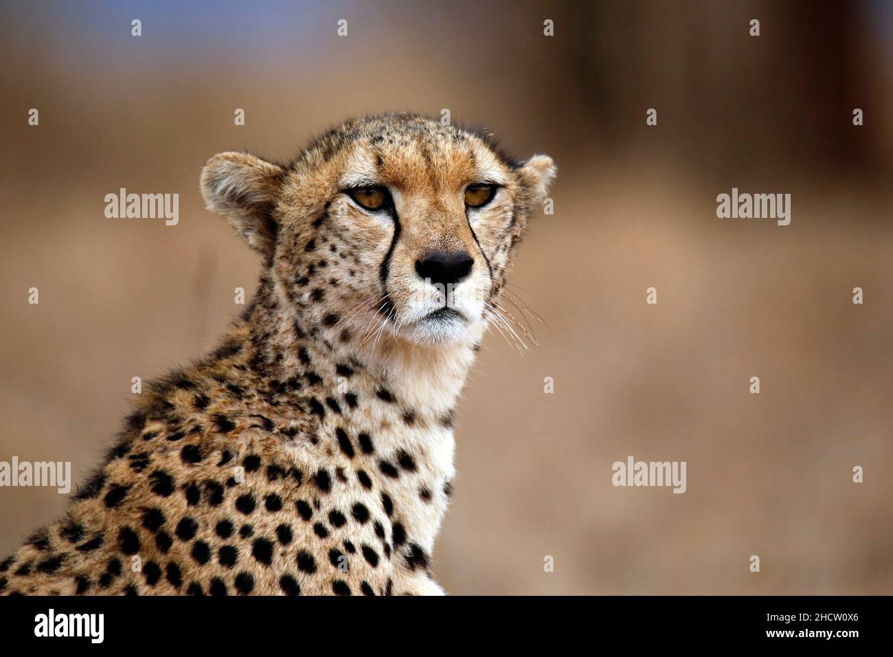 Close-up of a Cheetah. Taita Hills, Kenya Stock Photo