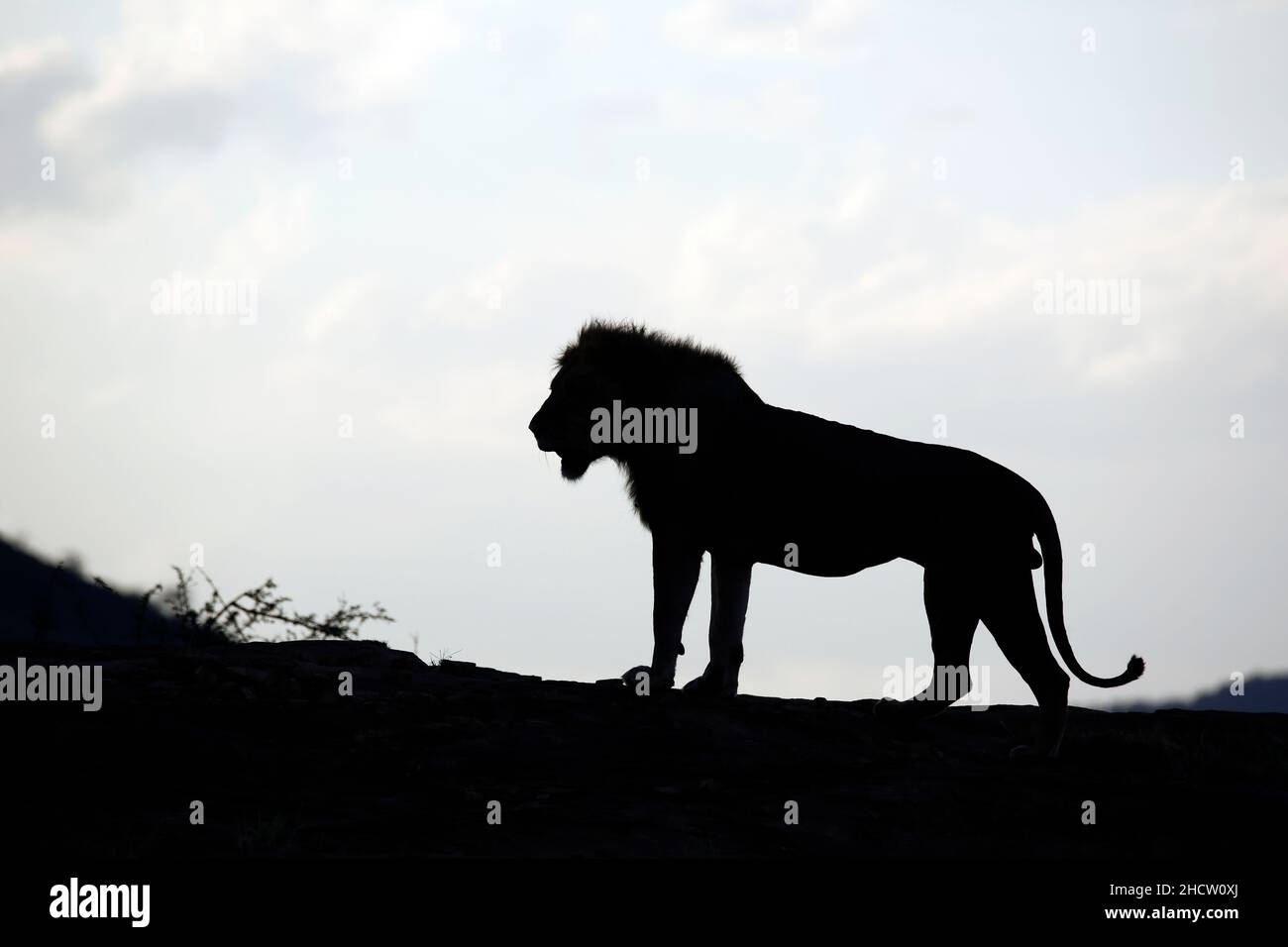 African lion silhouette hi-res stock photography and images - Alamy