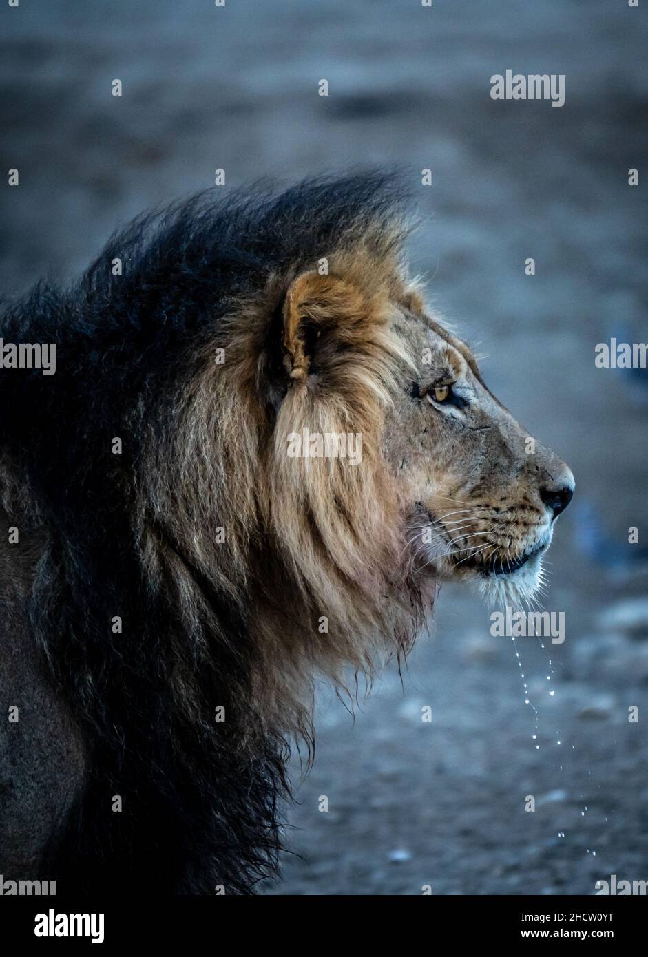 African lion, big male. Kgalagadi black mane lion. Stock Photo