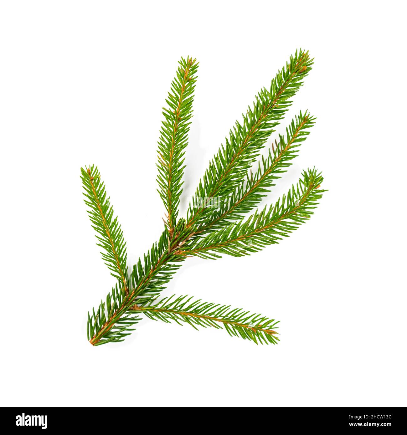 Green lush spruce branch. Fir branches on white background Stock Photo