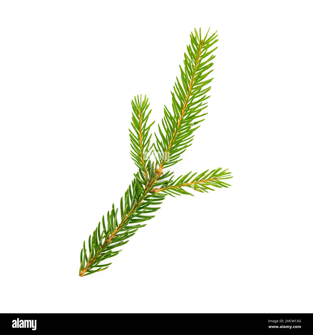 spruce fir tree branch isolated on white background Stock Photo