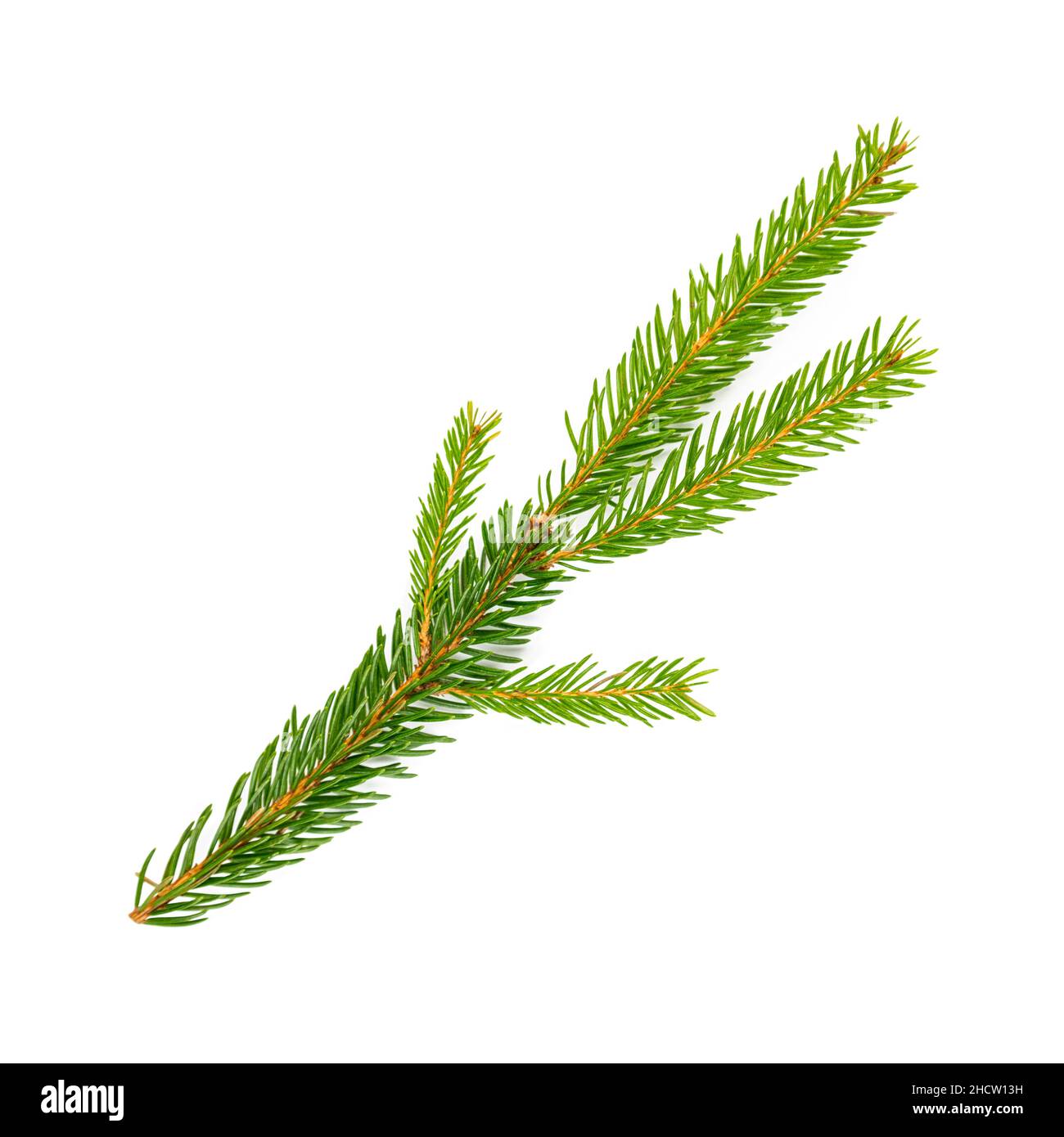 Fir tree branch isolated on white background Stock Photo