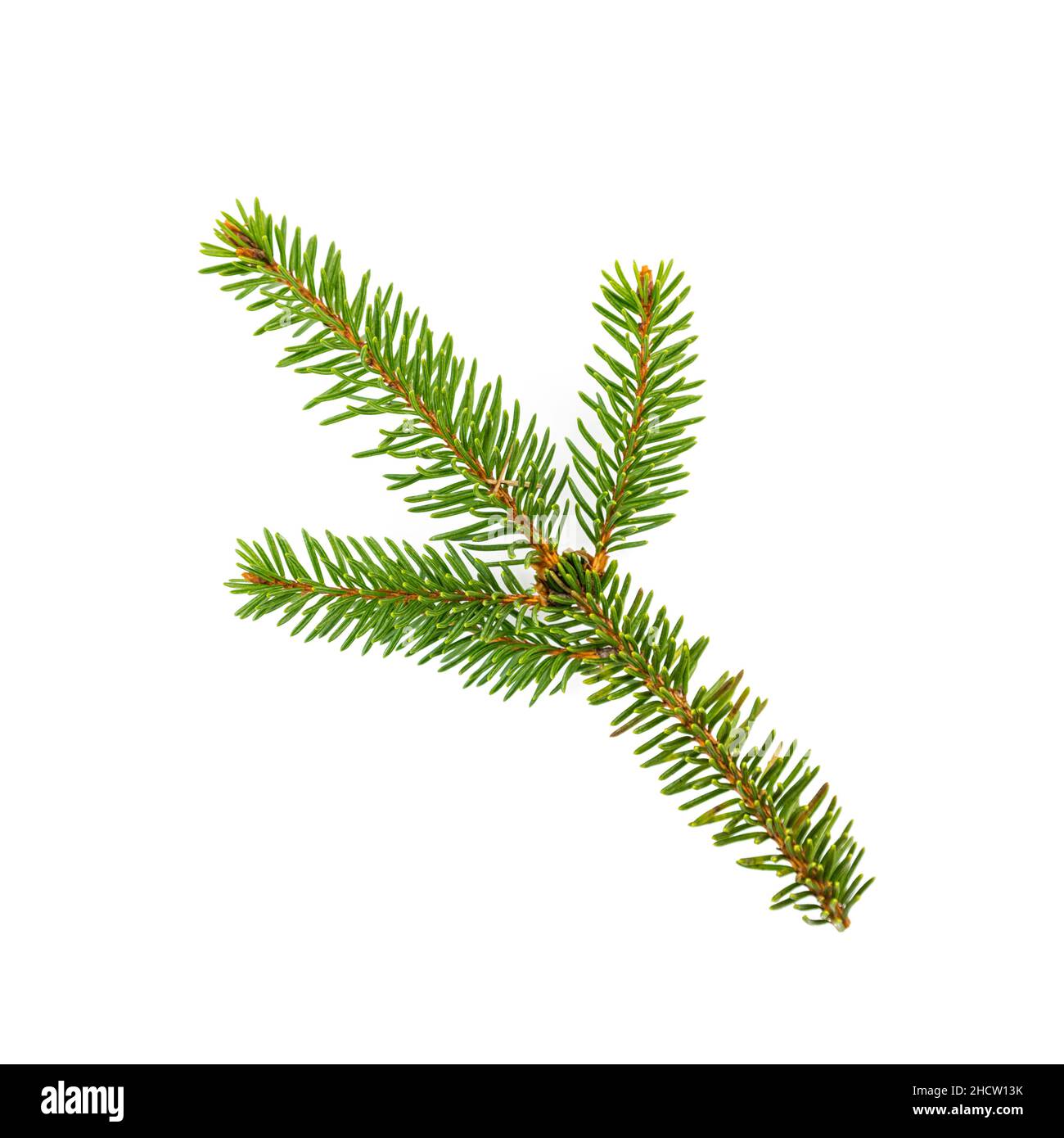 Branch of fir tree on white background Stock Photo