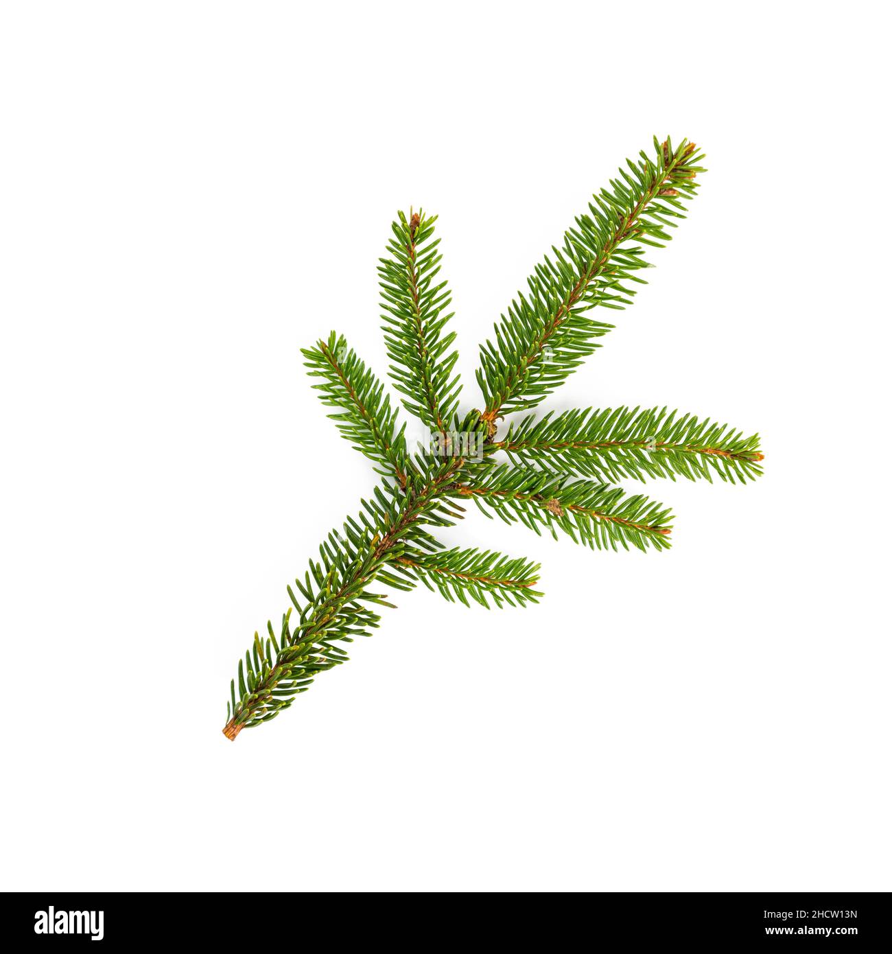 green fir tree branch on the white Stock Photo
