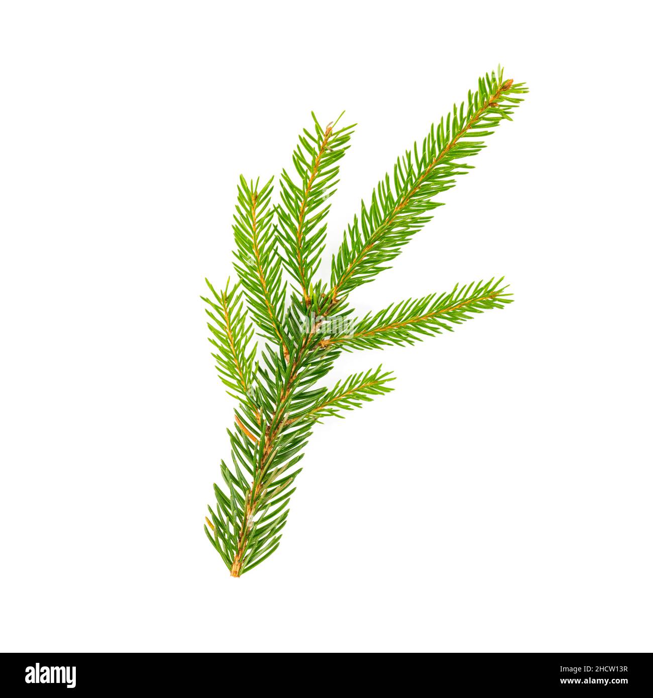 spruce fir tree branch on white background Stock Photo