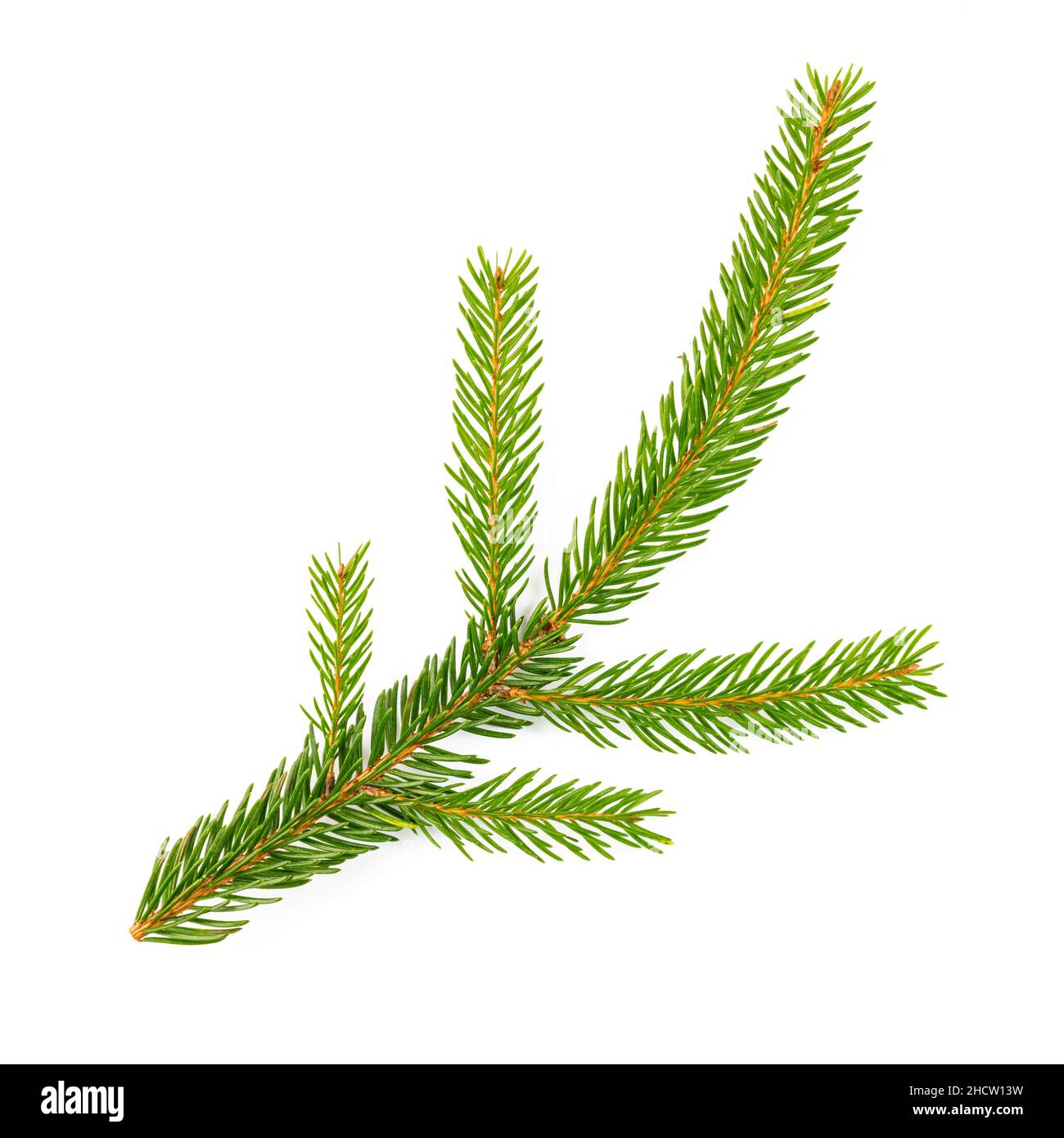 spruce fir on white background Stock Photo