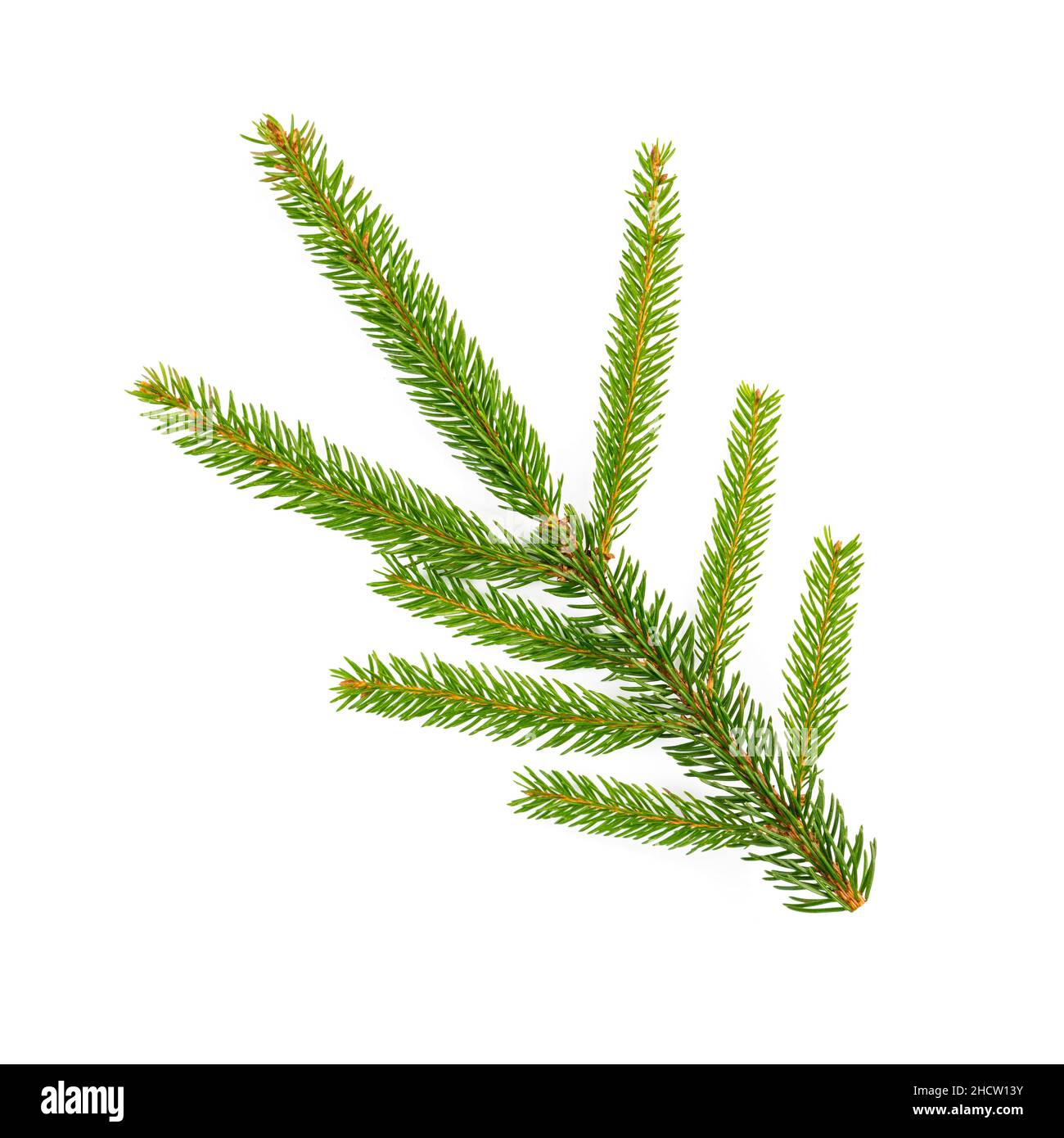 spruce tree branch isolated on white background Stock Photo