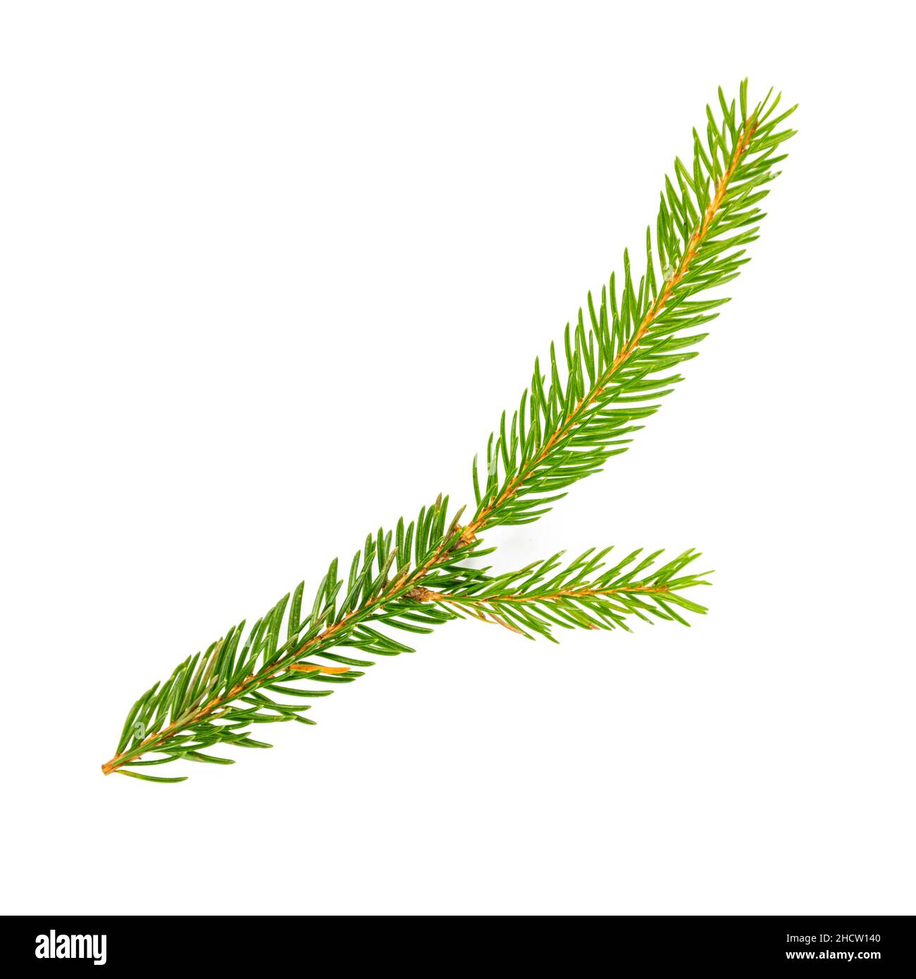 spruce fir branch isolated on white background Stock Photo