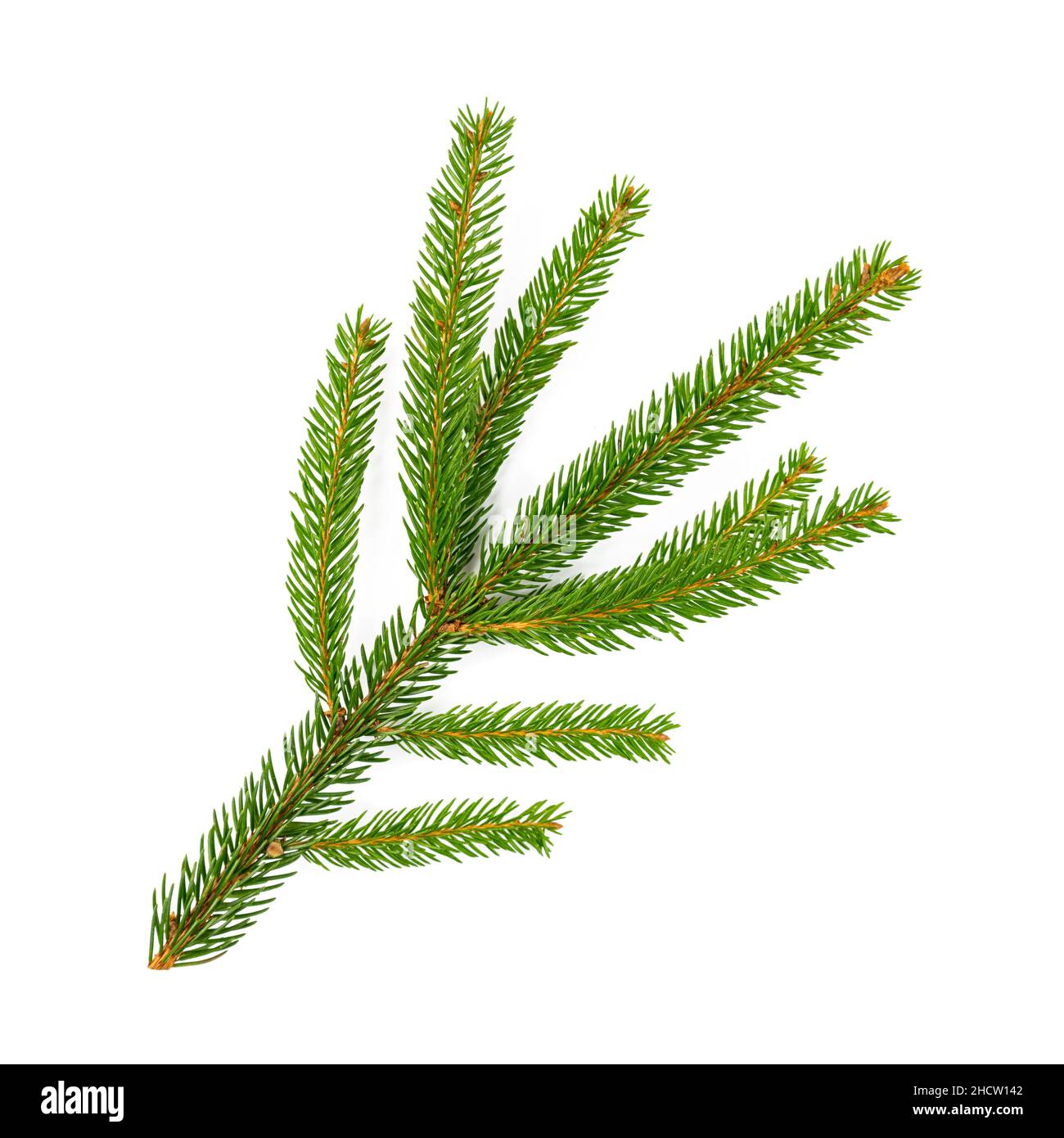 fir branch for Christmas isolated on white background Stock Photo