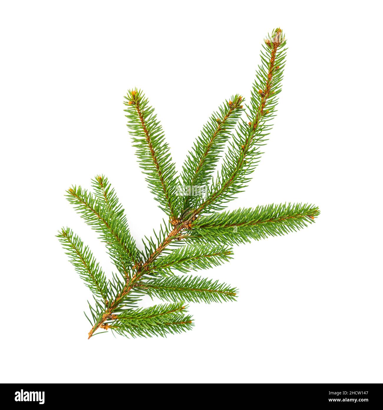 Amazing fir branch for Christmas isolated on white Stock Photo