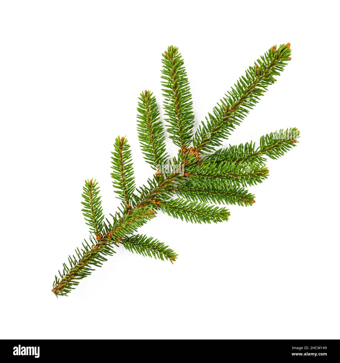 Branch of fir tree on white background Stock Photo