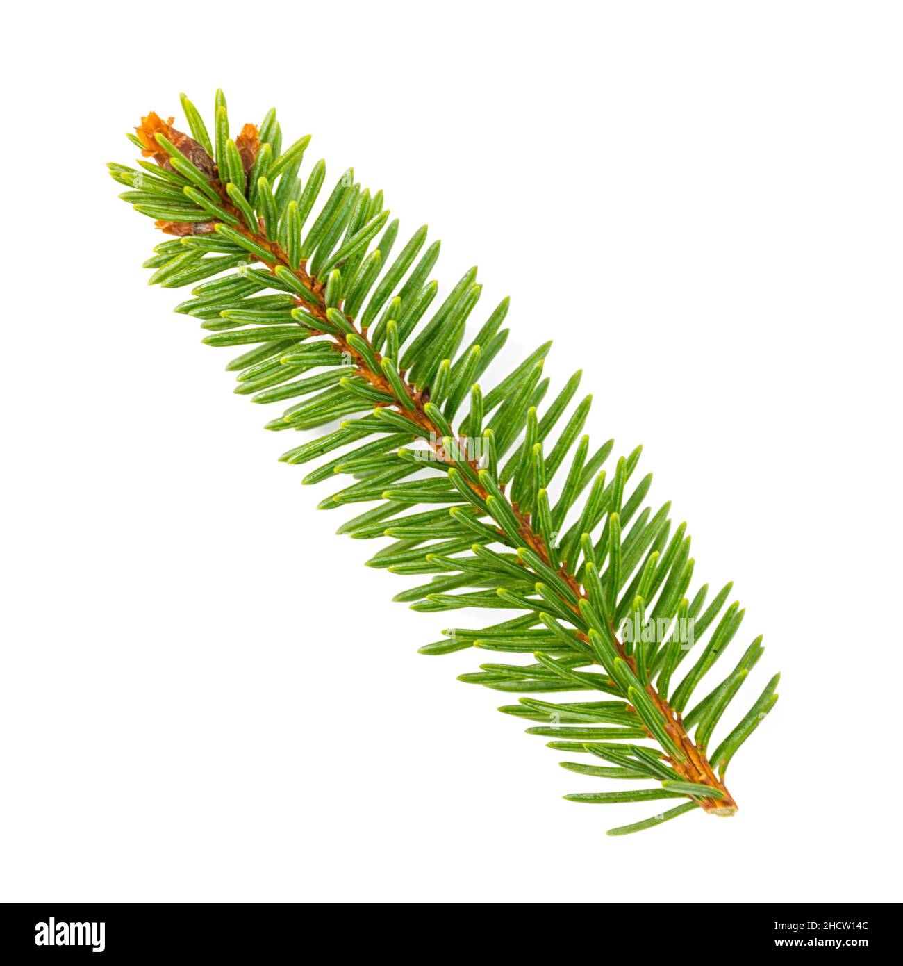 fir branch. Christmas tree, pine, winter isolated on white Stock Photo