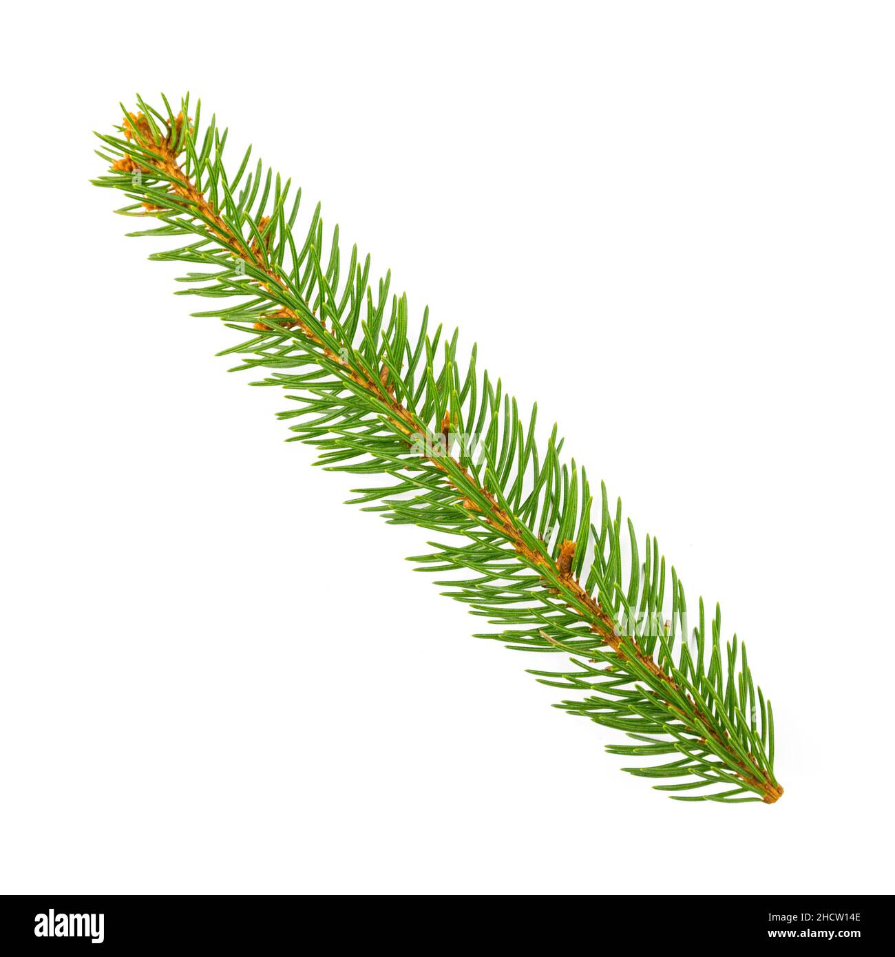 pine branch isolated on white background Stock Photo