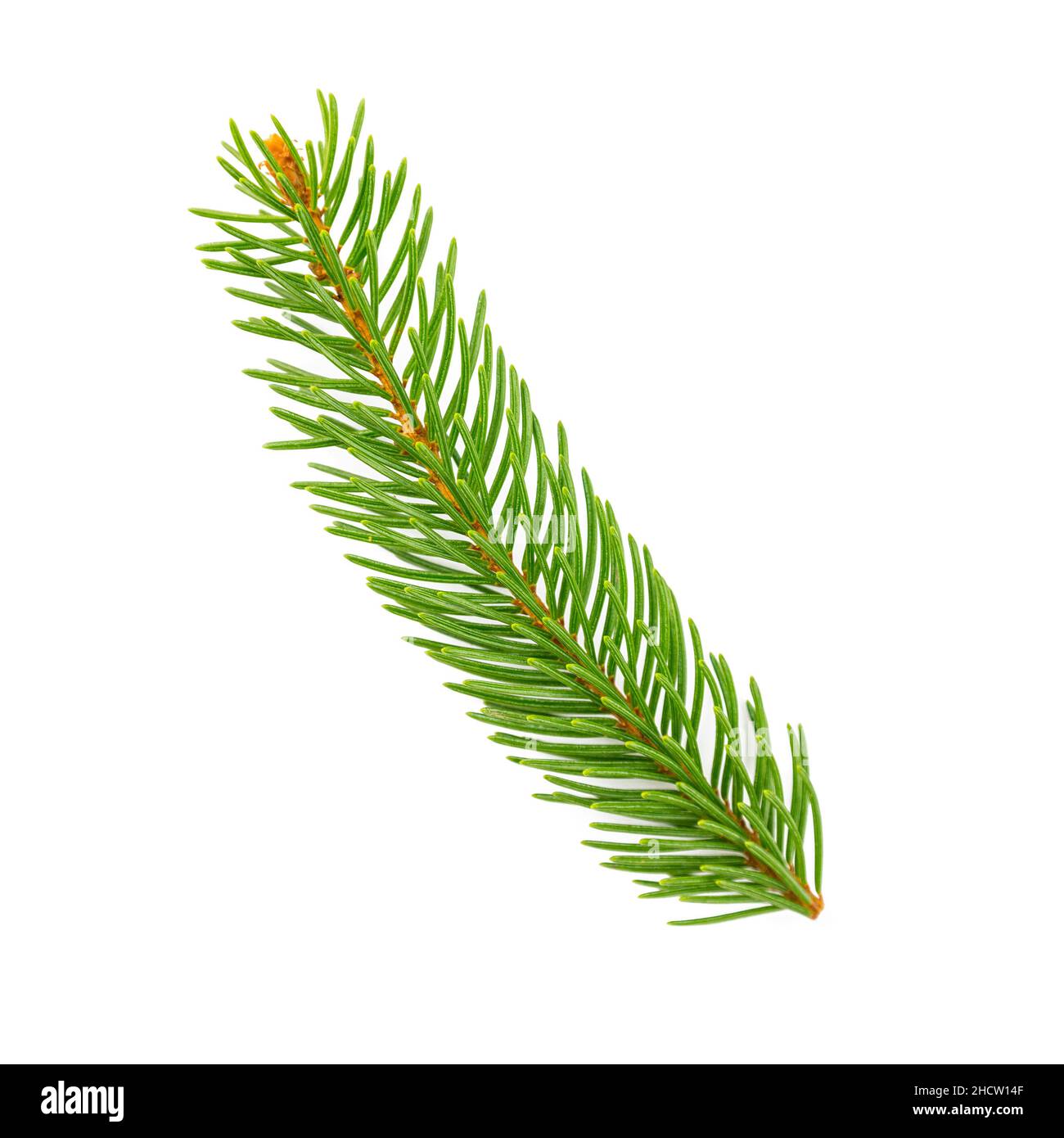 fir tree branch on white background Stock Photo