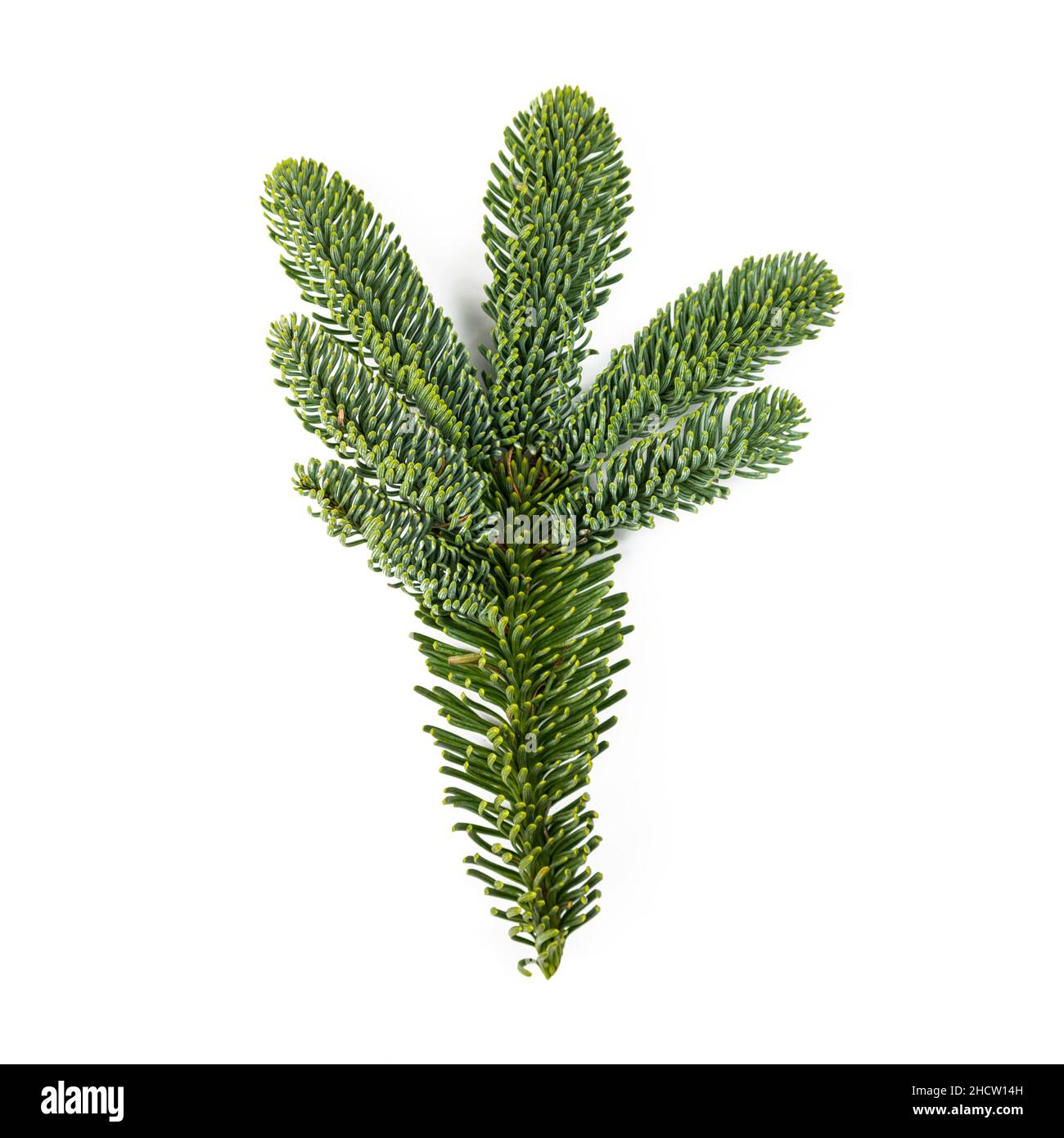 Nobilis fir branch isolated on white Stock Photo