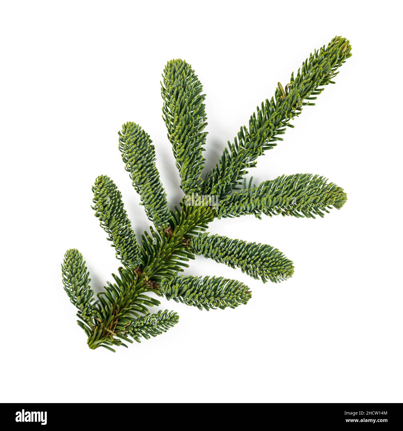 Amazing Nobilis fir branch for decoration, isolated on white Stock Photo
